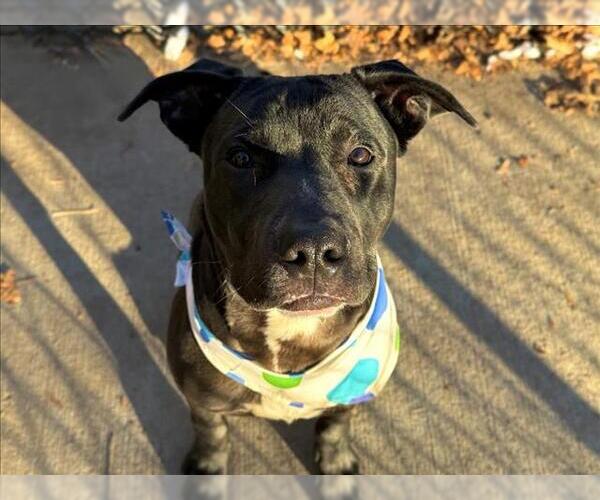 Medium Photo #2 Mutt Puppy For Sale in Tulsa, OK, USA