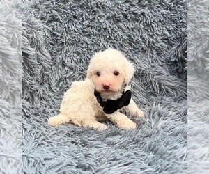Cavapoo Puppy for sale in JEFFERSONVILLE, IN, USA