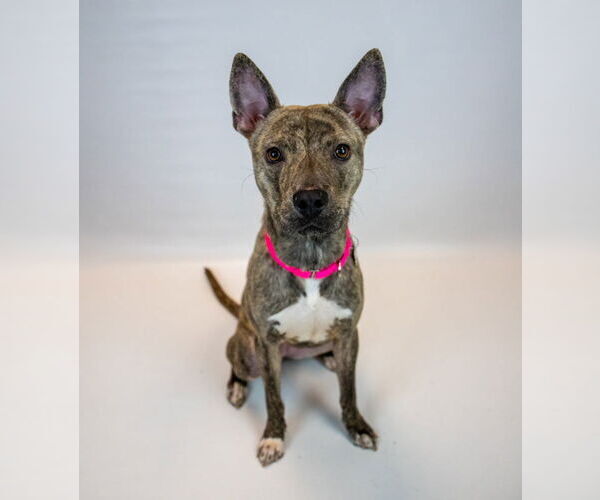 Medium Photo #6 Mutt Puppy For Sale in Kennesaw, GA, USA