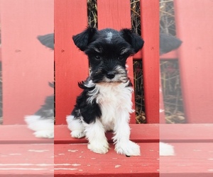 Schnauzer (Miniature) Puppy for sale in FORT COLLINS, CO, USA