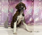 Soot - Male Great Dane-Unknown Mix Dog for Adoption - Small photo