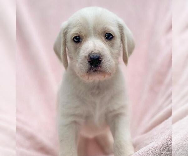 Medium Photo #1 Labrador Retriever-Unknown Mix Puppy For Sale in San Diego, CA, USA