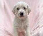 Small Labrador Retriever Mix