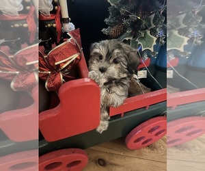 Havanese Puppy for sale in LIVONIA, MI, USA