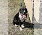Small #14 American Pit Bull Terrier-Labrador Retriever Mix