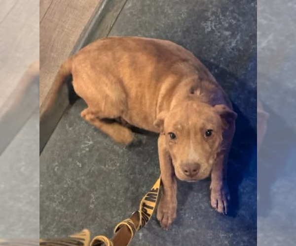 Medium Photo #12 Mutt Puppy For Sale in garner, NC, USA