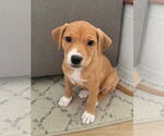 Small #2 Labrador Retriever Mix