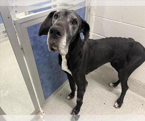 Medium Photo #1 Great Dane Puppy For Sale in Fort Collins, CO, USA