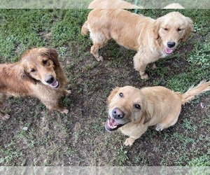 Mother of the Golden Retriever puppies born on 09/29/2023