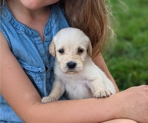 Medium Labradoodle