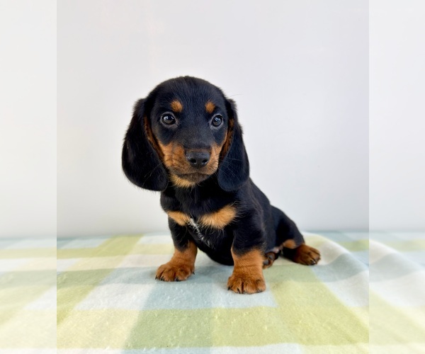 Medium Photo #5 Dorgi Puppy For Sale in GREENFIELD, IN, USA