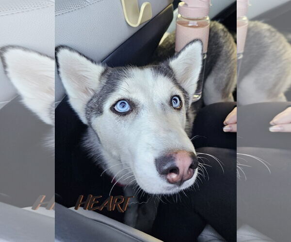 Medium Photo #3 Siberian Husky Puppy For Sale in Severn, MD, USA