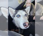 Small #2 Siberian Husky