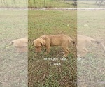 Small #5 Chesapeake Bay Retriever