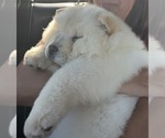 Small Chow Chow