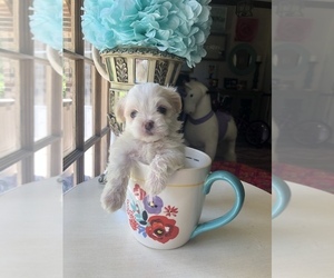 Morkie Puppy for sale in CHARLESTON, SC, USA