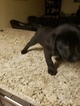 Small Photo #11 Labrador Retriever Puppy For Sale in RENO, NV, USA