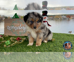 Small Photo #12 Miniature Australian Shepherd Puppy For Sale in GRANBURY, TX, USA