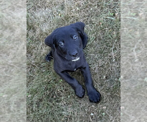 Medium Photo #2 Labrador Retriever-Unknown Mix Puppy For Sale in Duluth, MN, USA