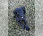 Small #1 Labrador Retriever Mix