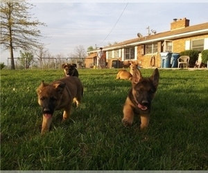 German Shepherd Dog Puppy for Sale in CORINTH, Kentucky USA
