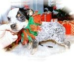 Small Photo #2 Australian Cattle Dog Puppy For Sale in HAMMOND, IN, USA