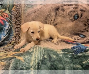 German Shepherd Dog Puppy for Sale in LOGAN, Ohio USA