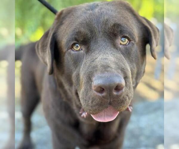 Medium Photo #1 Labrador Retriever Puppy For Sale in San Diego, CA, USA