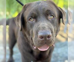 Labrador Retriever Dogs for adoption in San Diego, CA, USA