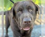 Small Labrador Retriever