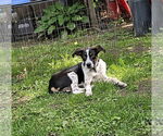 Small #2 Mutt