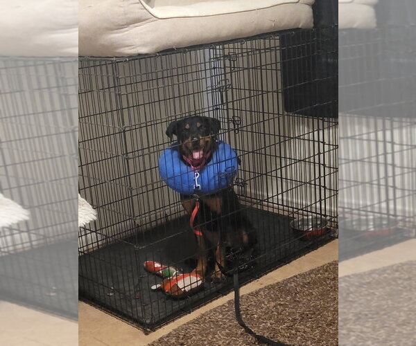 Medium Photo #2 Rottweiler Puppy For Sale in Gilbert, AZ, USA