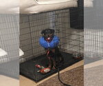 Small #1 Rottweiler