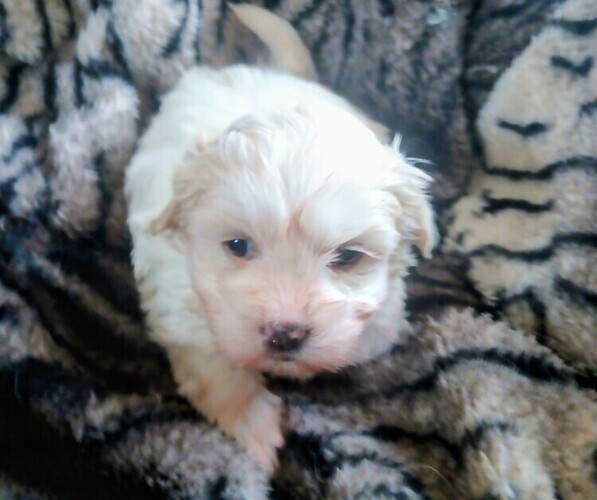 Medium Photo #1 Mal-Shi Puppy For Sale in WOBURN, MA, USA