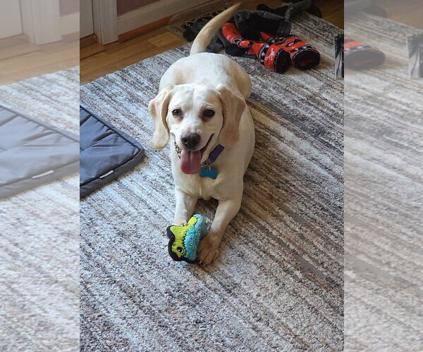 Medium Photo #3 Beagle Puppy For Sale in Landenberg, PA, USA