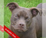 Small Boglen Terrier