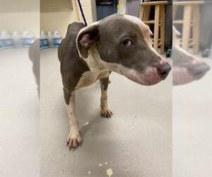Mutt Dogs for adoption in Sanford, FL, USA