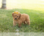 Small #2 Goldendoodle-Poodle (Miniature) Mix