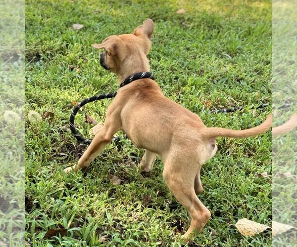 Medium Photo #4 Dachshund-Unknown Mix Puppy For Sale in Yardley, PA, USA