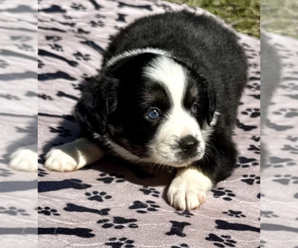 Medium Photo #8 Australian Shepherd Puppy For Sale in SALISBURY, NC, USA