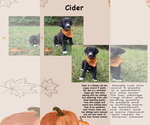 Small #1 Labrador Retriever Mix