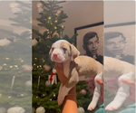 Puppy Easton American Pit Bull Terrier