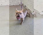 Small French Bulldog