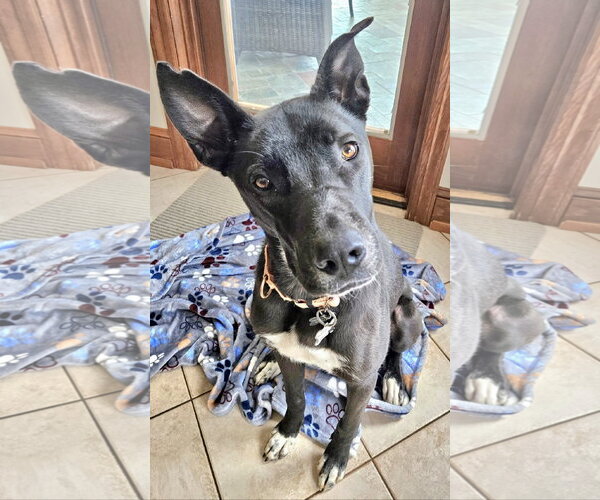 Medium Photo #4 Australian Kelpie-Unknown Mix Puppy For Sale in Rockaway, NJ, USA
