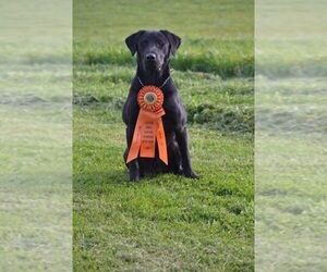 Father of the Labrador Retriever puppies born on 11/19/2020