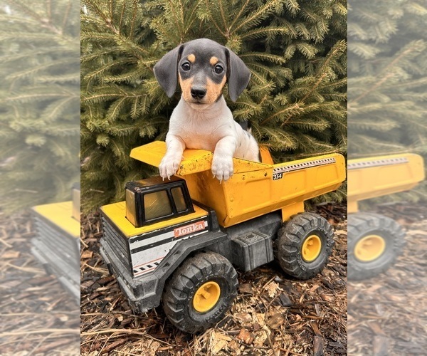 Medium Photo #2 Dachshund Puppy For Sale in MIDDLEBURY, IN, USA
