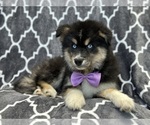 Small #5 Pomsky