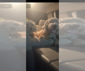 Father of the Bichpoo puppies born on 03/15/2026