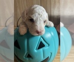 Small #3 Cavapoo