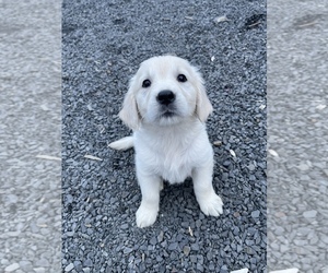 English Cream Golden Retriever Puppy for sale in CHEHALIS, WA, USA